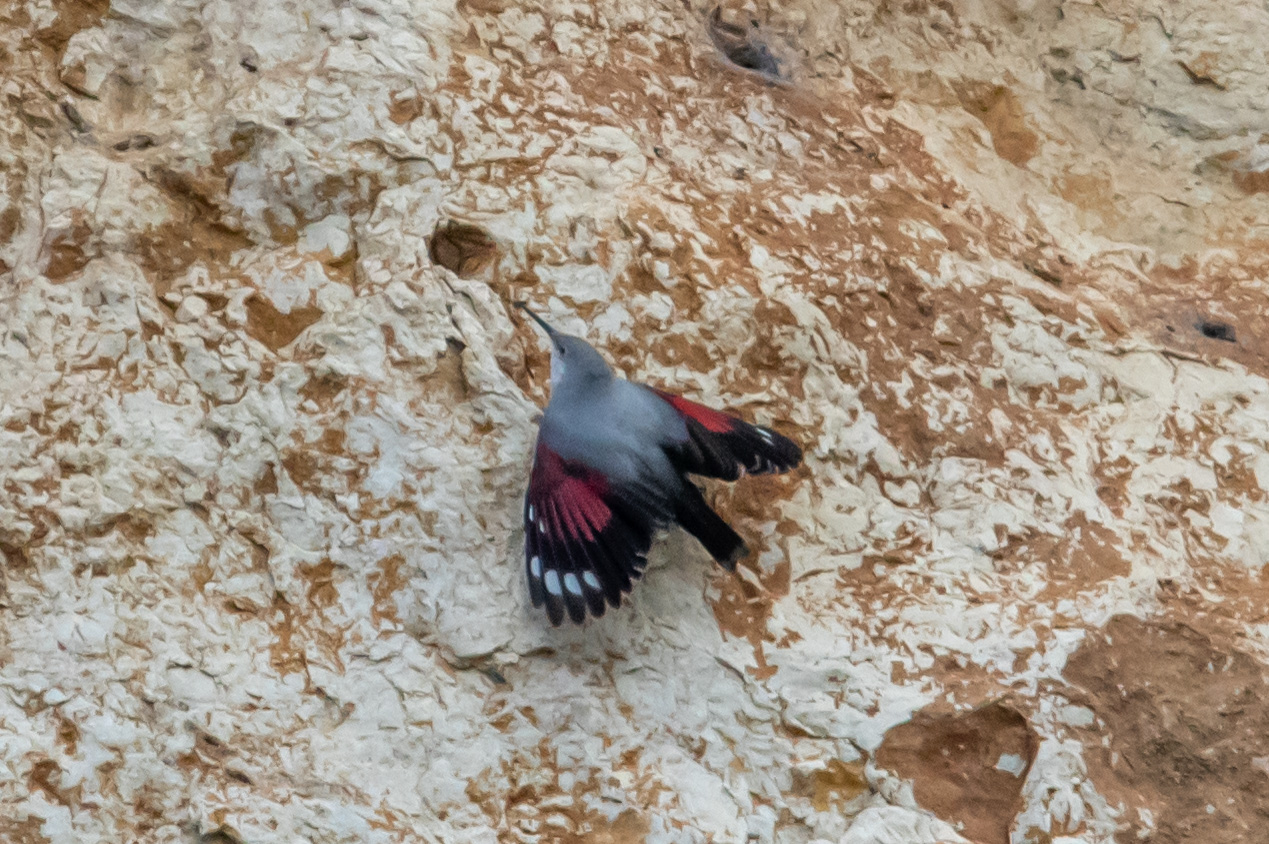 Miniature